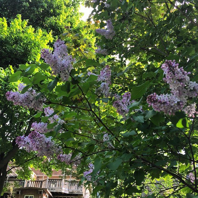 The lilacs are blooming