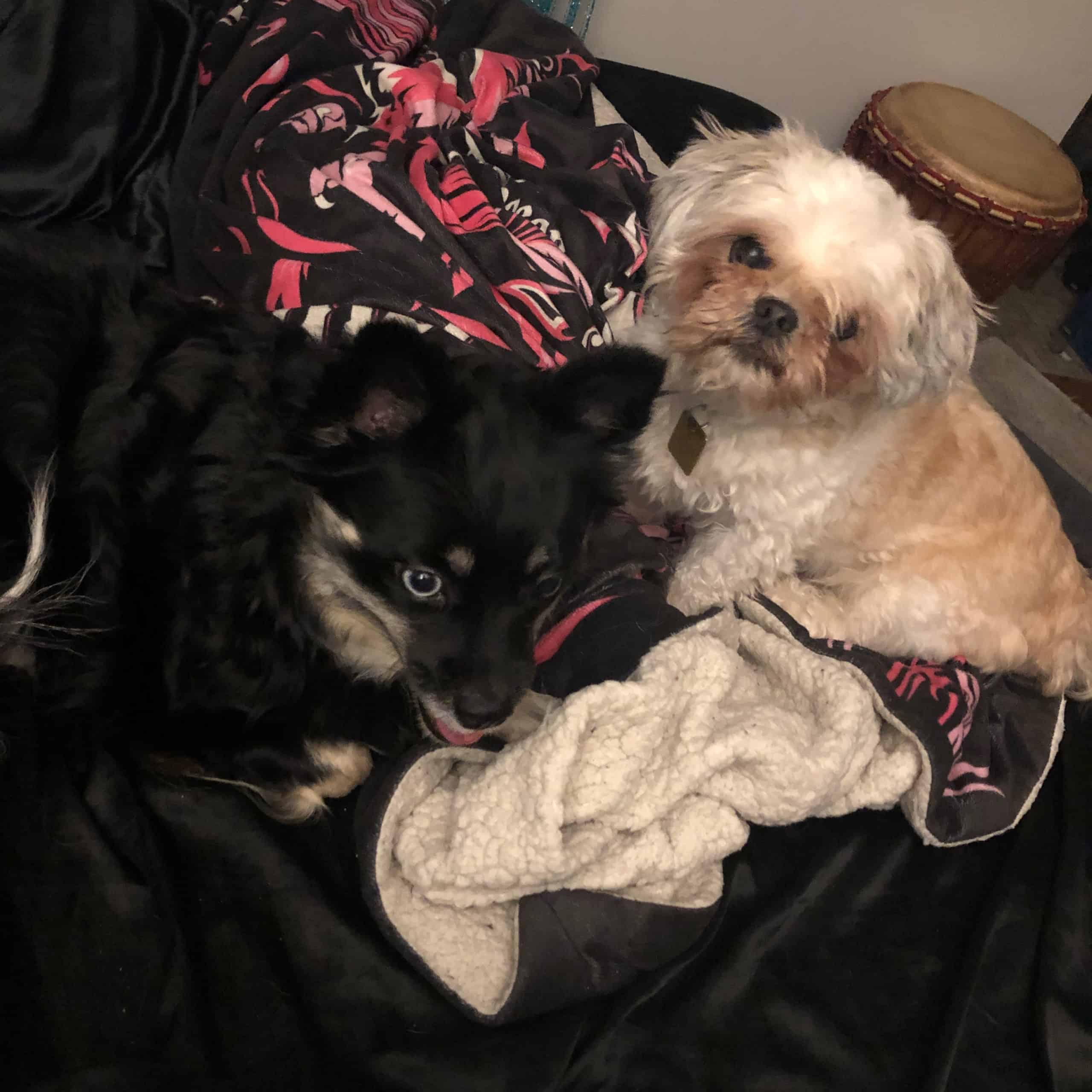 Image of my two dogs curled up with blankets.