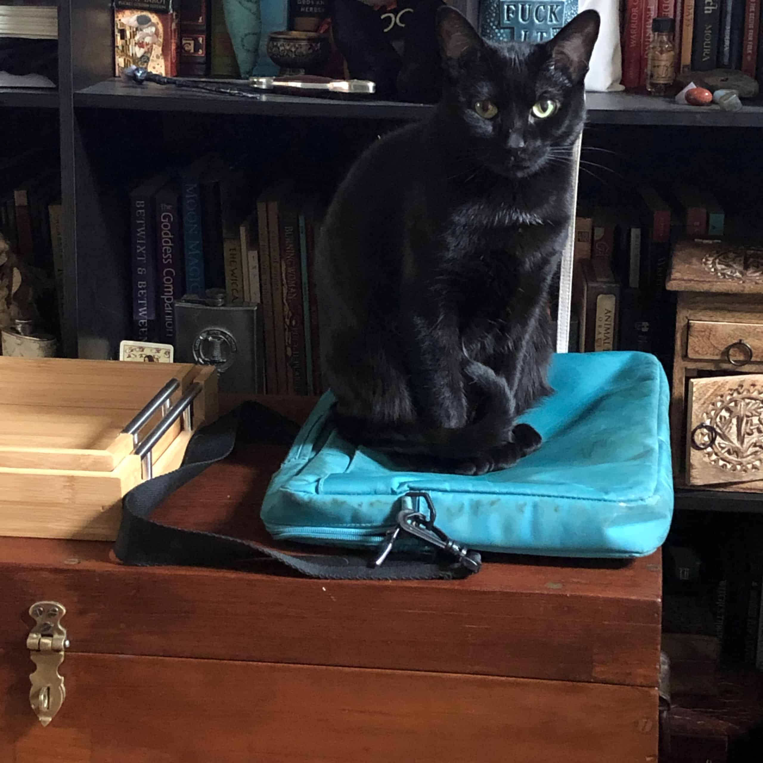 My very elegant looking black cat with green eyes sitting perched atop my laptop bag. 